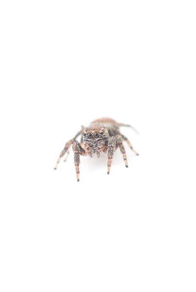 Araña saltarina sobre un fondo blanco — Foto de Stock