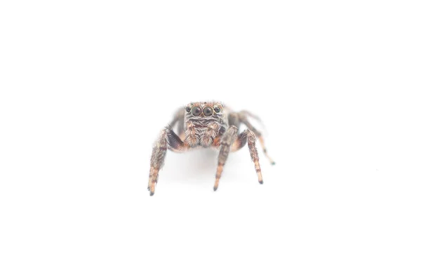 Araña saltarina sobre un fondo blanco —  Fotos de Stock