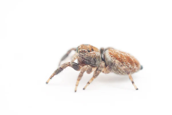 Pulando aranha em um fundo branco — Fotografia de Stock