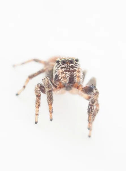 Araña saltarina sobre un fondo blanco — Foto de Stock