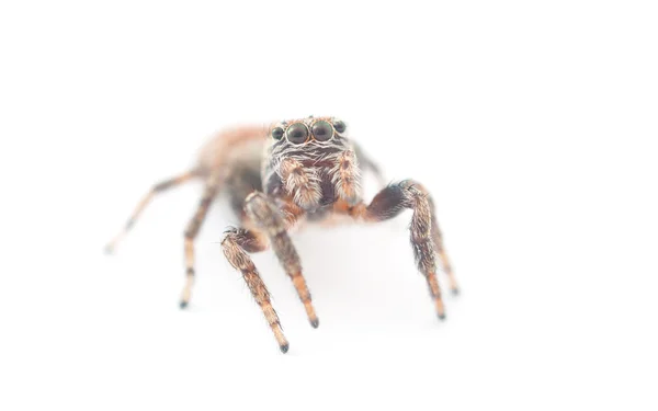 Skákání pavouk na bílém pozadí — Stock fotografie