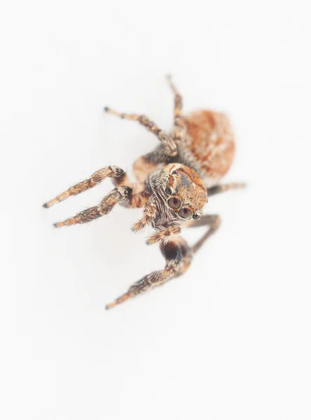 Araña saltarina sobre un fondo blanco —  Fotos de Stock