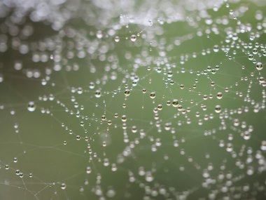 bir örümcek ağı üzerinde damlacıklar