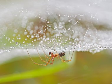 damla ile bir web örümcek