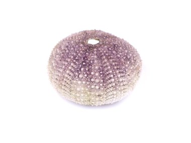 Beyaz arka plan üzerinde kuru deniz kestanesi