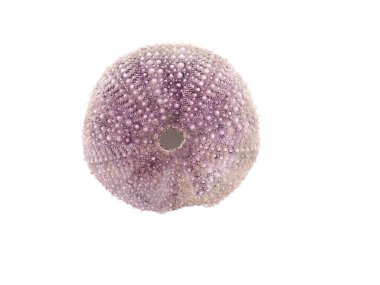 Beyaz arka plan üzerinde kuru deniz kestanesi