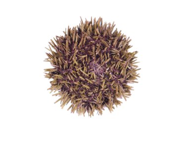 Beyaz arka plan üzerinde kuru deniz kestanesi