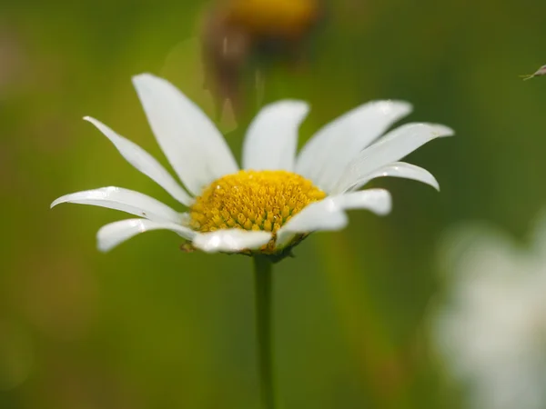 在森林里的洋甘菊 — 图库照片