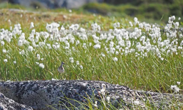 Sandpiper bird on a rock — Stock Photo, Image