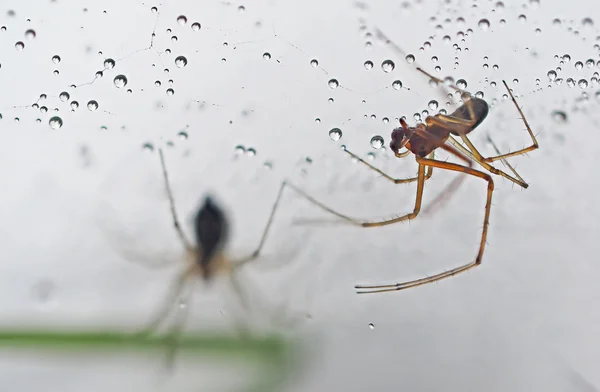 Spinne auf einem Netz mit Tropfen — Stockfoto