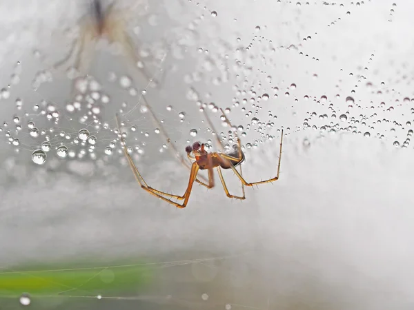 Spinne auf einem Netz mit Tropfen — Stockfoto