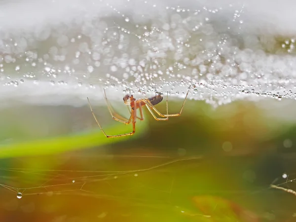 Aranha em uma teia com baixas — Fotografia de Stock