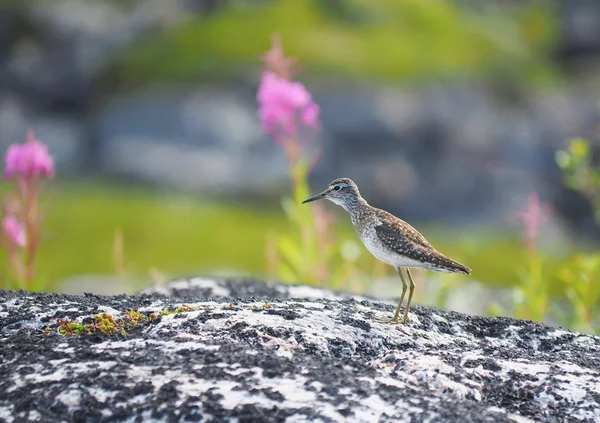 Biegus ptak na skale — Zdjęcie stockowe