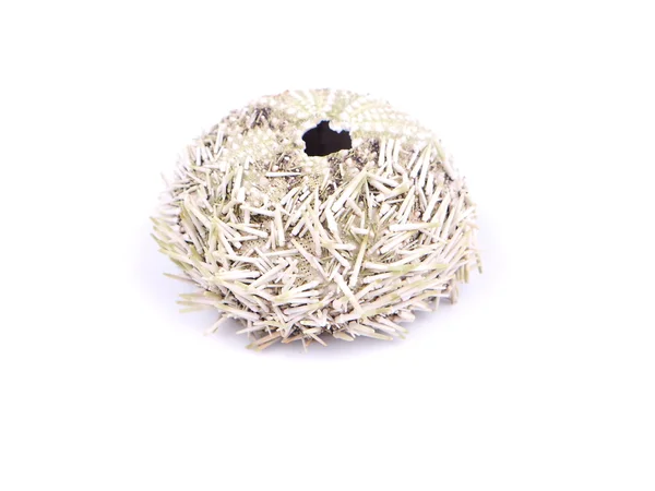 Dry sea urchin on white background — Stock Photo, Image