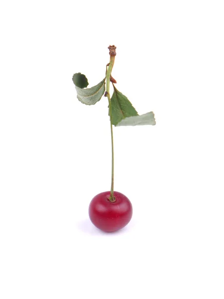 Cherries on a white background — Stock Photo, Image