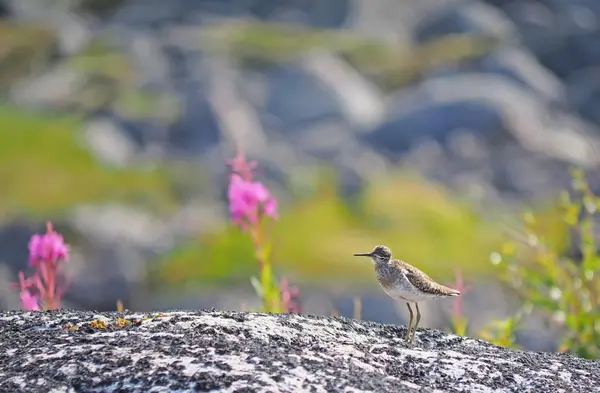 Sandpiper bird on a rock Stock Photo
