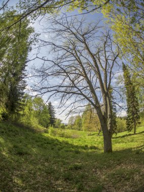 bir Botanik Bahçesi ormanda. Rusya'nın Kuzey