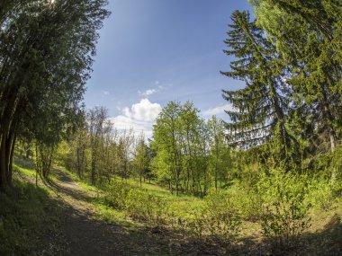bir Botanik Bahçesi ormanda. Rusya'nın Kuzey