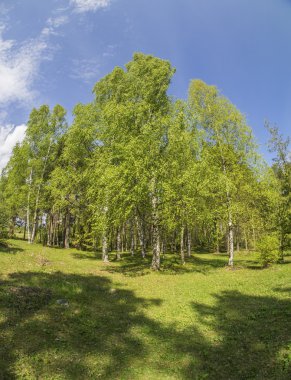 bir Botanik Bahçesi ormanda. Rusya'nın Kuzey