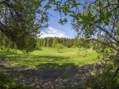 bir Botanik Bahçesi ormanda. Rusya'nın Kuzey