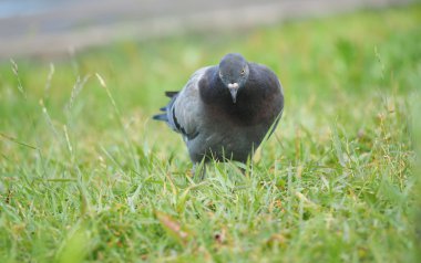bir güvercin portresi