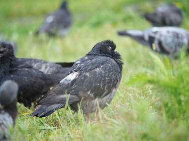 bir güvercin portresi