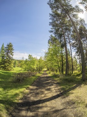 bir Botanik Bahçesi ormanda. Rusya'nın Kuzey