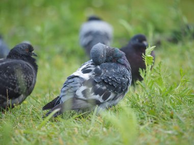bir güvercin portresi