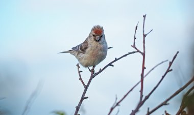 Carduelis flammea kuş dal