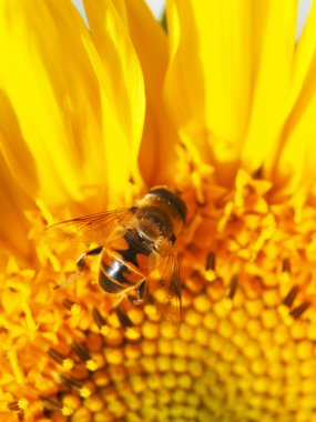 Ayçiçeği üzerinde sinek hoverfly