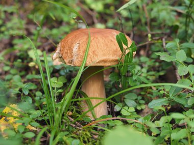 Ormanda beyaz mantar