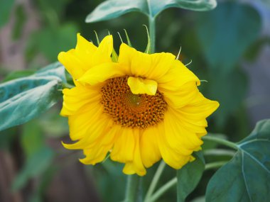 Güzel sarı ayçiçeği. Yaz. Rusya