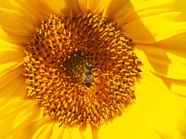 Ayçiçeği üzerinde sinek hoverfly