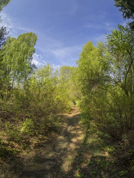 Beautiful forest in a botanical garden. North of Russia — Stock Photo, Image