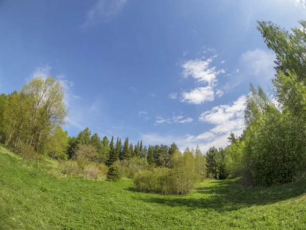 Bela floresta em um jardim botânico. Norte da Rússia — Fotografia de Stock