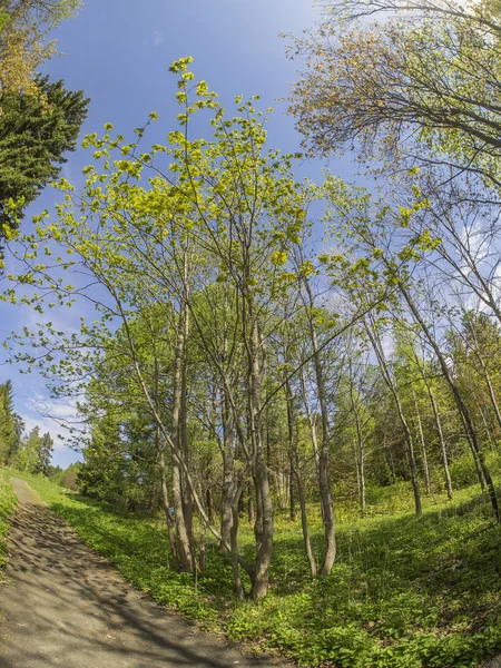 Hermoso bosque en un jardín botánico. Norte de Rusia — Foto de Stock