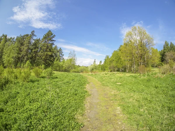 Hermoso bosque en un jardín botánico. Norte de Rusia — Foto de Stock