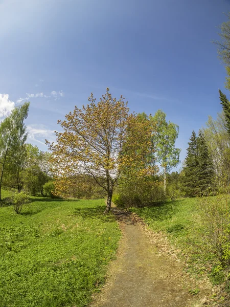 Hermoso bosque en un jardín botánico. Norte de Rusia — Foto de Stock