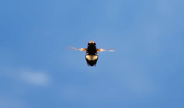 Insect fly in flight — Stock Photo, Image