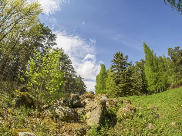 Mooie bos in een botanische tuin. Ten noorden van Rusland — Stockfoto