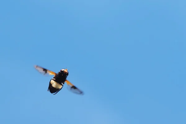 Insekt fliegt im Flug — Stockfoto