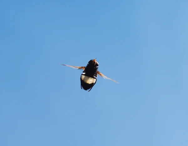 Mosca de insectos en vuelo —  Fotos de Stock