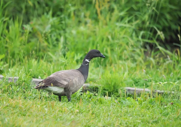 Brant on the lawn — Stock Photo, Image