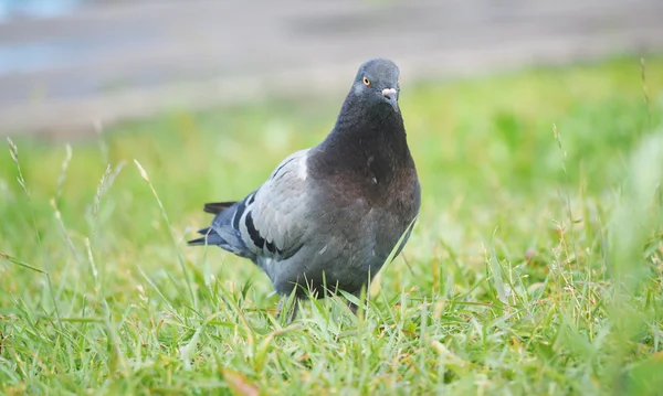 Porträt einer Taube — Stockfoto