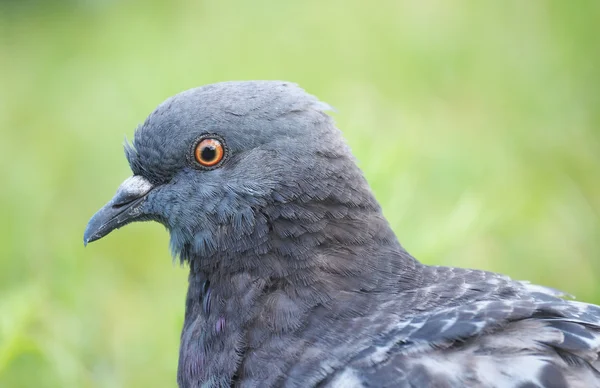 Porträtt av en duva — Stockfoto