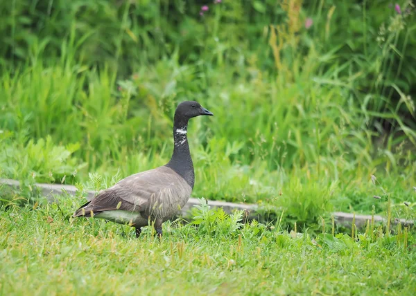 Brant på gräsmattan — Stockfoto