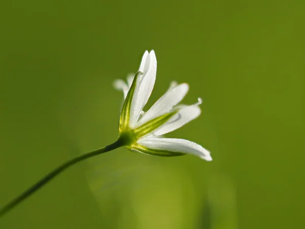 Chickweed çiçek orman — Stok fotoğraf