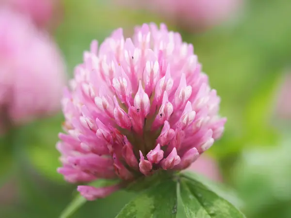 Clover in the woods — Stock Photo, Image