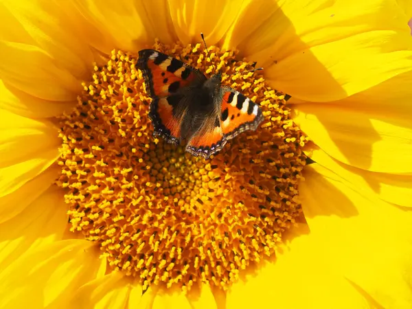 Метелик на жовтій квітці — стокове фото