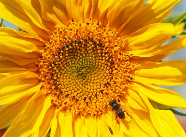 蚜飞上一朵向日葵 — 图库照片